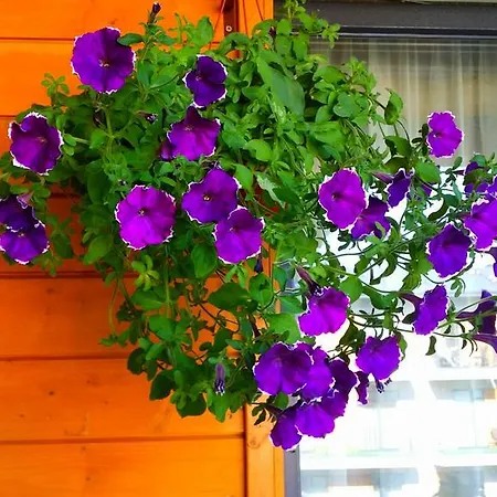 Апартаменты Tatjanos Apartamentai Паланга