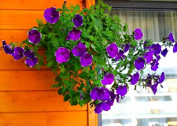 Апартаменты Tatjanos Apartamentai Паланга